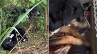 A Struggling Mama Dog And Her Babies In Texas Were Overlooked By All Until A Hero Appeared