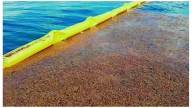 Barreras flotantes para proteger el paraíso: el Caribe lucha contra el sargazo