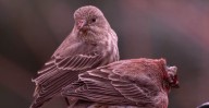 Deadly Bird Disease Avian Pox Spotted in South Denver