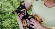 Dog trainer says one common act is 'worst thing' owners can do