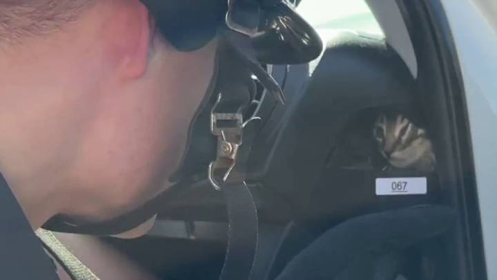 Kitten trapped in Toyota is rescued by first-responders – NBC 7 San Diego