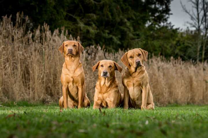 ‘She’s absolutely everything to me. She’s my future, my hope, my light’: How Labrador retrievers went from catching fish to saving lives