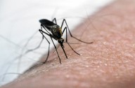 Spraying stepped up in Lake County to combat West Nile virus