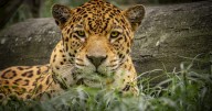 Dos jaguares rescatados: de sufrir el tráfico ilegal a unirse a la familia del Bioparque Ukumarí de Pereira