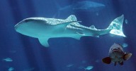 Whale shark Taroko dies at Georgia Aquarium following health issue