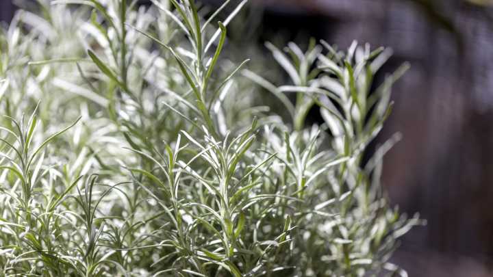 How To Easily Propagate Rosemary To Fill Your Garden With More Free, Fresh Herbs