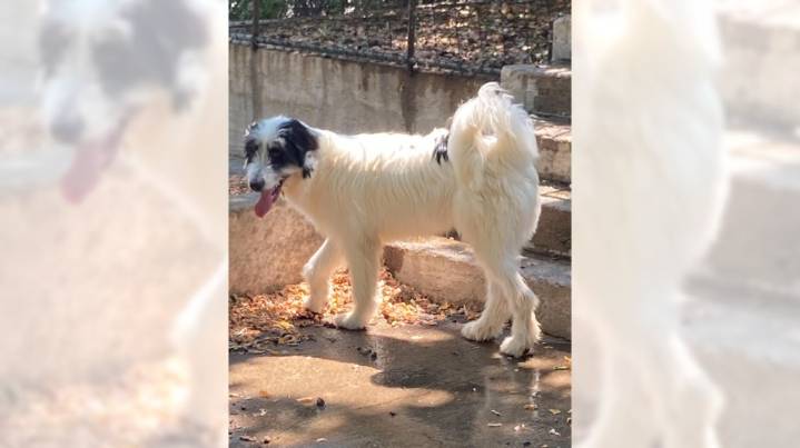 Great Pyrenees-sheepdog mix Spot would make a wonderful family pet – Orange County Register