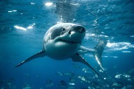 U.S. Tourist Attacked by Shark While Spearfishing in the Bahamas