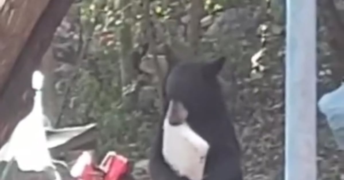 Oso deja sin carnita asada a paseantes en Bustamante
