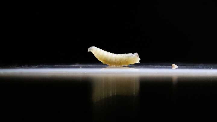 Flest-eating screwworm infects Maryland man. Should Michigan residents worry about parasite?