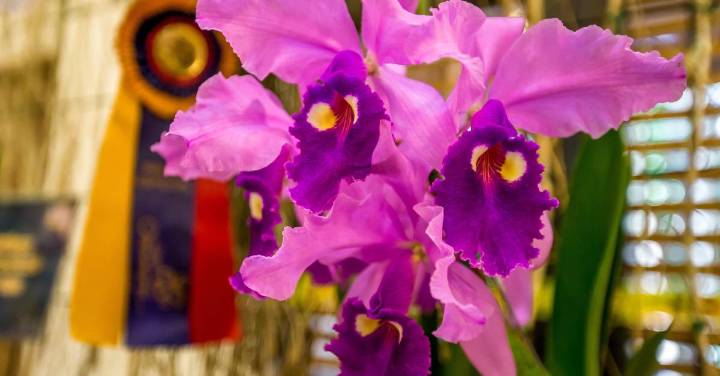 Crean plan para salvar las orquídeas nativas en Antioquia: ¿cuántas hay y dónde nacen?