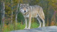 Idaho wolves to remain under state control, pending federal review