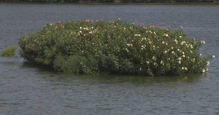 How a floating wetland serves an important role in the Charles River ecosystem