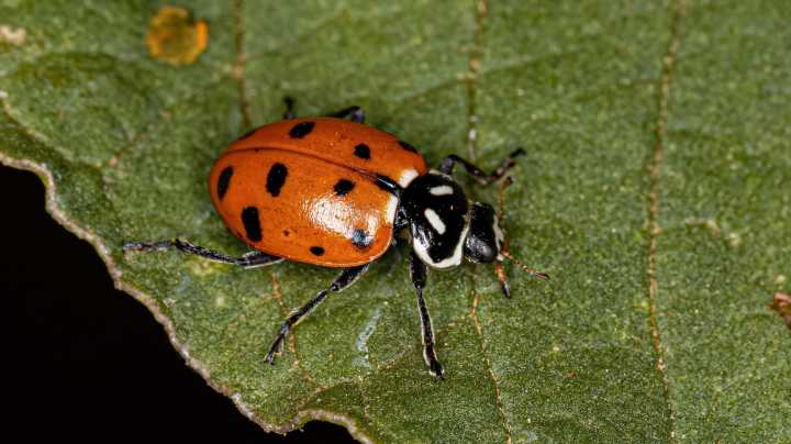 10 Plants That Naturally Attract Ladybugs Into Your Garden