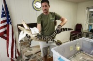 Small Alligator Captured From Magnolia Lake In Bristol By Florida Wildlife Expert