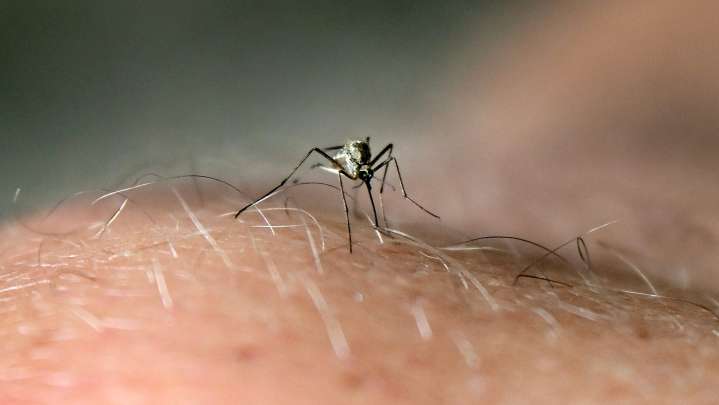 Group of Evansville mosquitoes tests positive for West Nile