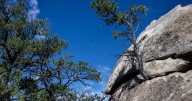 Los Alamos National Laboratory research examines how piñon and juniper trees manage water