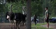 B.C. ostrich farm plans on Supreme Court of Canada appeal to stop cull