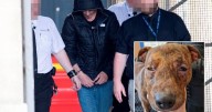 Ayrshire puppy torturer slammed by charity over 'worst case' of animal abuse ever encountered