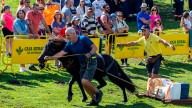 Piloña venera al asturcón este sábado en el Sueve