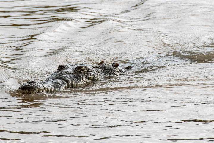 Dad of 4 Killed by Crocodile in Front of Onlookers, Remains Later Found a Mile Away
