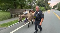 Escaped ponies spotted with police escort in Hamilton