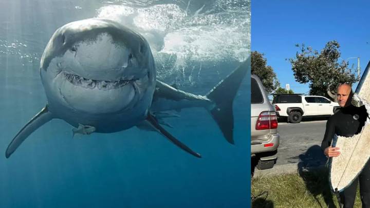 Tiburón muerde brutalmente una tabla de surf en playa del este de Australia; autoridades ordenan su cierre preventivo por seguridad