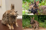 Conejos con tentáculos ¿son reales? Este es lo que se sabe de los recién captados
