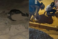 Protegen nido con más de 100 huevos de tortuga en Los Cabos