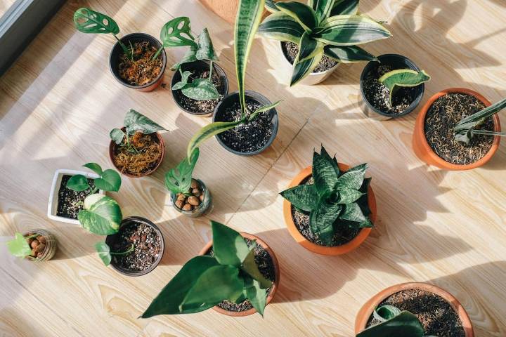 ¿Estás con una mala racha? Qué planta evitar y qué colores usar para atraer energía positiva en tu casa