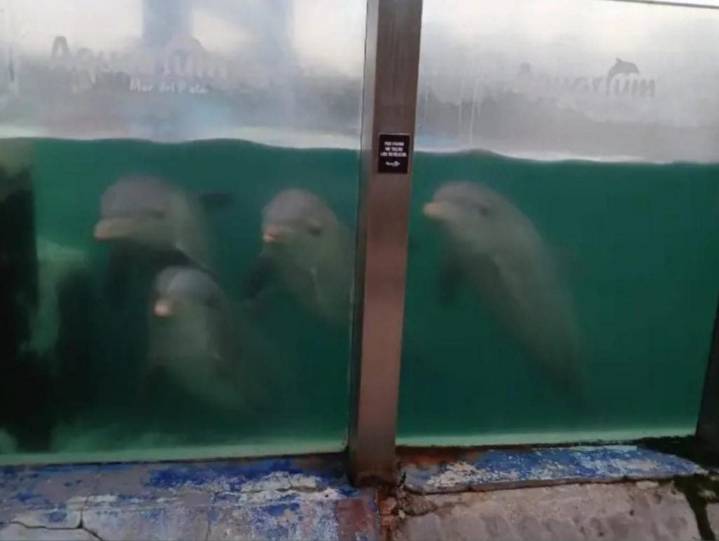 El Municipio denunció abandono de animales en el ex Aquarium