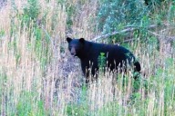 First early bear season opens Labor Day weekend