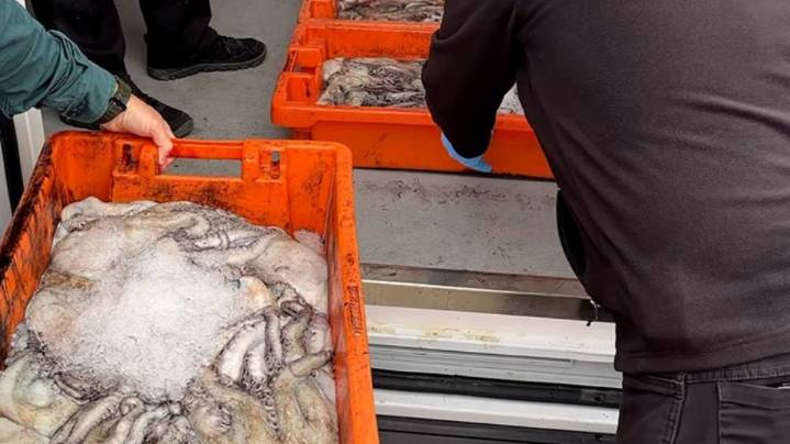 Decomisados 580 kilos de pescado en La Rinconada por caducidad y falta de trazabilidad