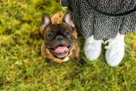 13 Most Devoted Dog Breeds Around The Globe