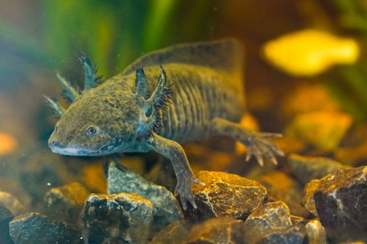 Scientists search for DNA of an endangered salamander in Mexico City’s canals