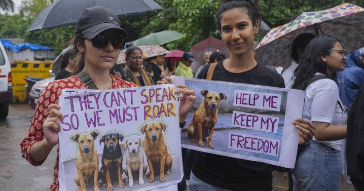 Corte ordena liberar a perros callejeros en Nueva Delhi revocando su traslado a refugios