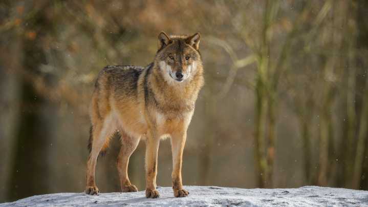 Does hunting wolves help ranchers? New study shows not much : NPR