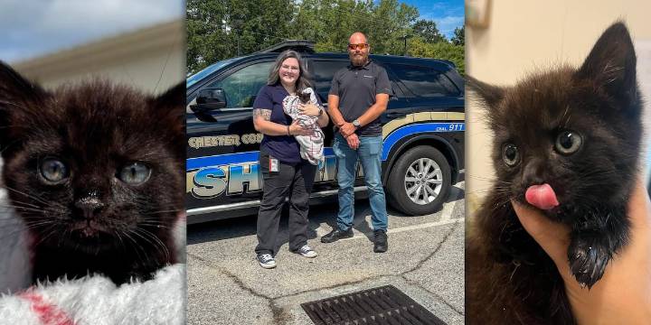 Kitten saved from storm drain in Chester County finds new home with hero