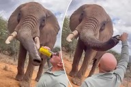 Tourist slammed for popping a beer on safari — and feeding it to an elephant: 'This should never have happened'