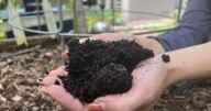 Gardening's hidden benefits: How digging in the dirt could bolster mental wellbeing