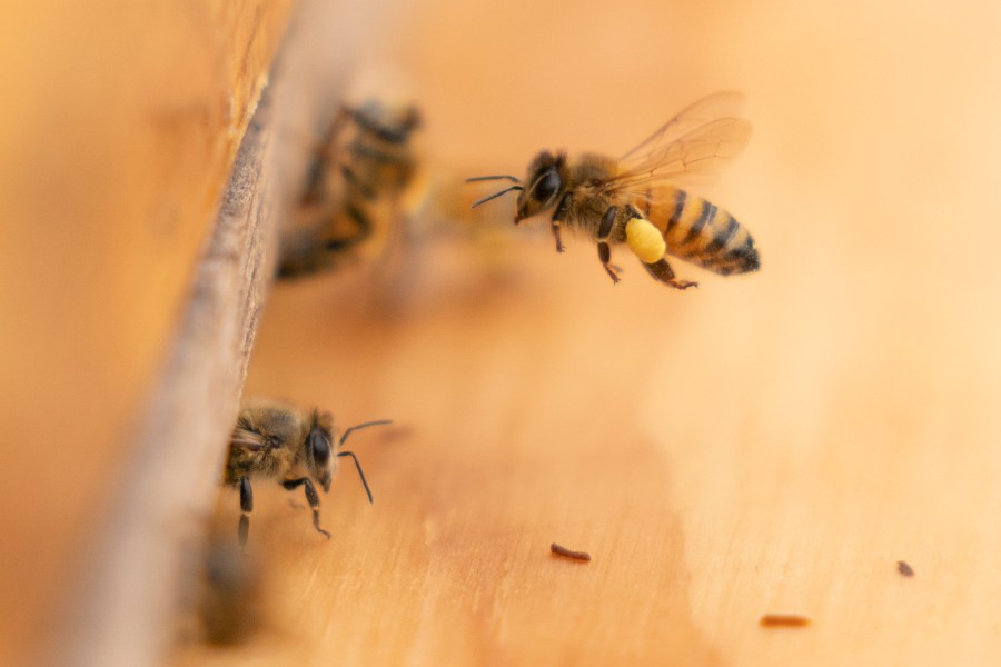 Bee attacks reported in Weslaco neighborhood