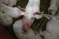 Secret camera footage exposes ‘botched killings of lame piglets’ at fattening farm