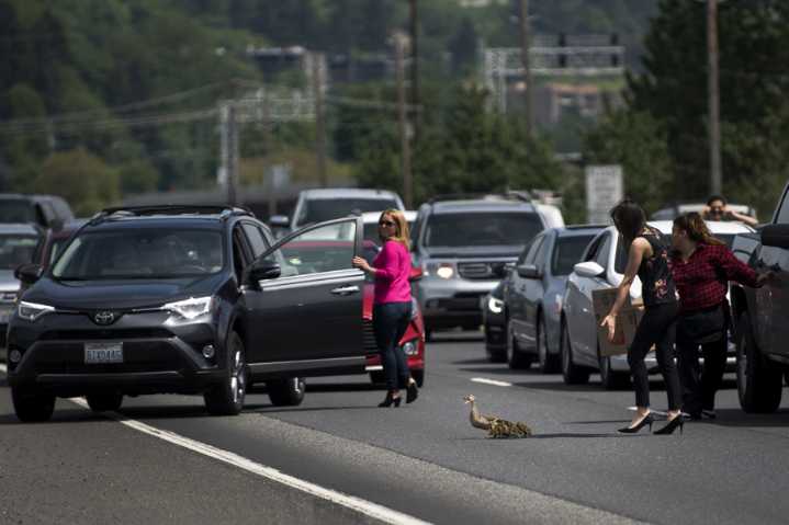 Rules of the Road: How should you react to animals in or near the roadway?