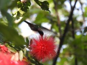 Colibríes, joyas aladas que polinizan los Andes