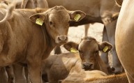 Piden parar importación de res de Centroamérica por gusano barrenador