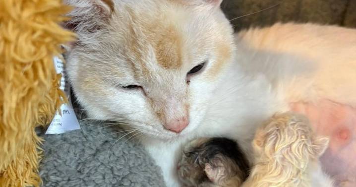 Stray cat tragically births stillborn kitten ‘with two faces’