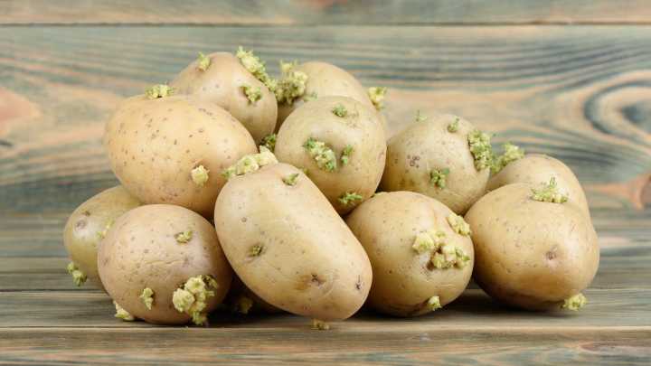 Are Sprouted Potatoes Safe To Eat? Here's What You Need To Know