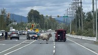 Moooove out of the way: HWY 11 in Abbotsford closes due to a bull on the road