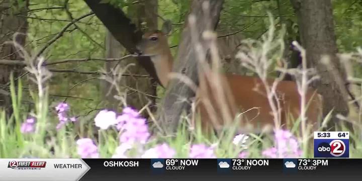 Howard considers using bow hunters to reduce village deer herd