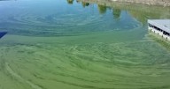 Harmful algal bloom season may be coming to an end amidst cooler weather